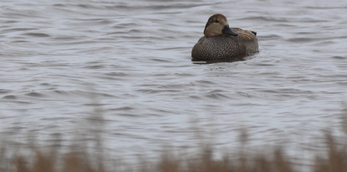 Gadwall - ML420442481