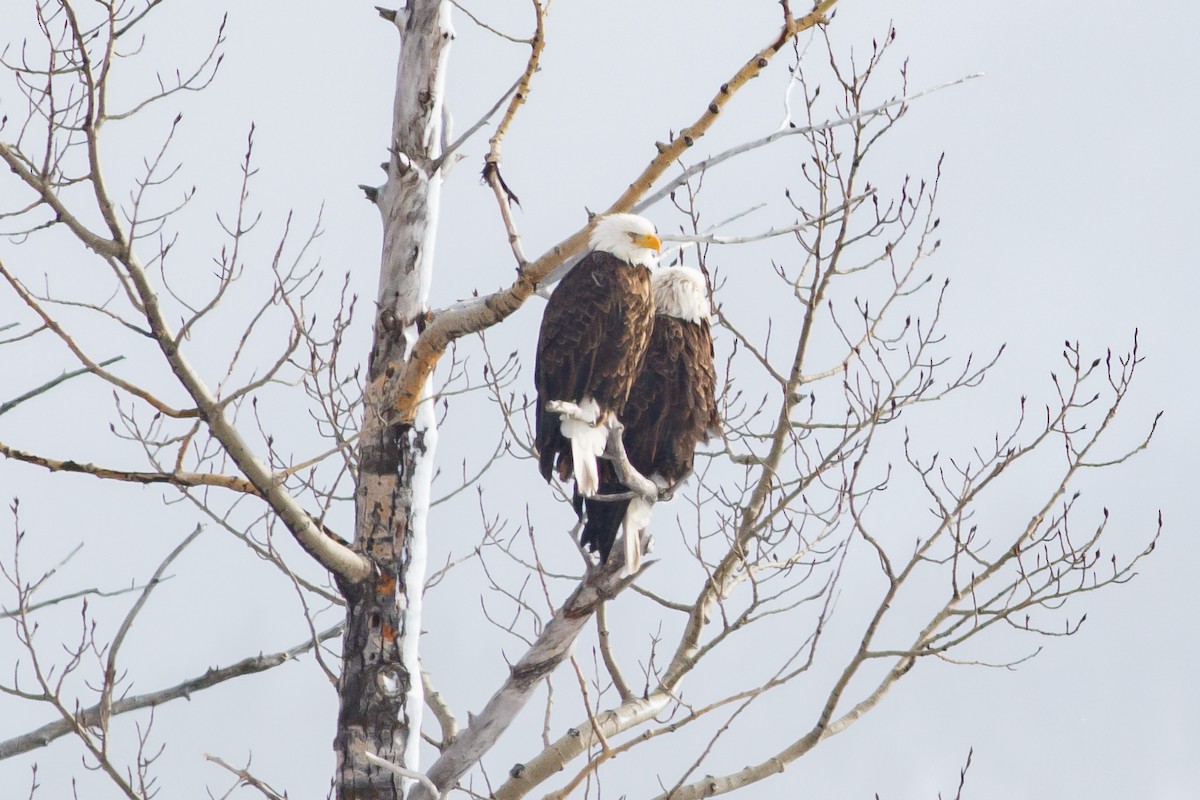 Bald Eagle - Neil Denton