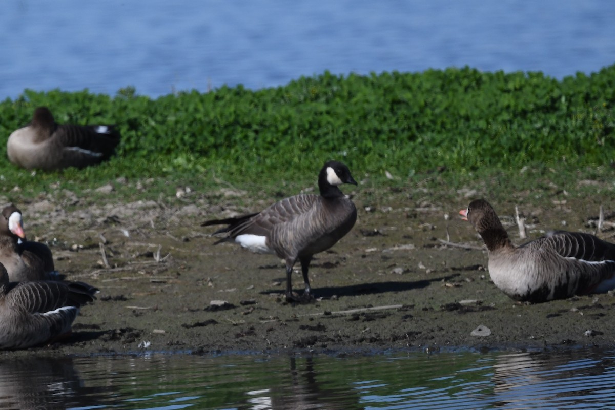 Cackling Goose - ML420443151