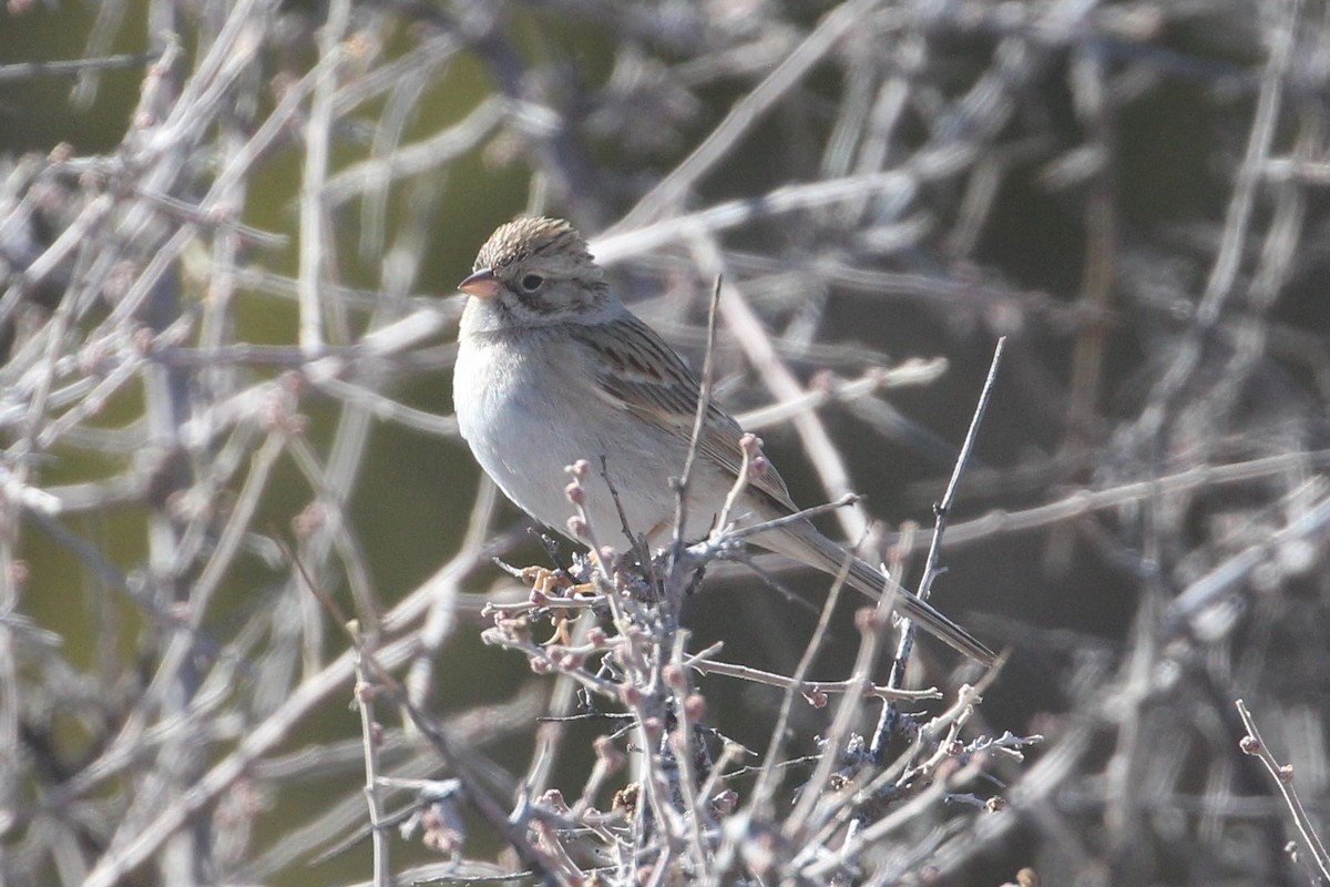 Brewer's Sparrow - ML420445511