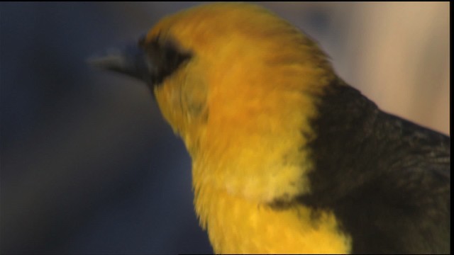 キガシラムクドリモドキ - eBird