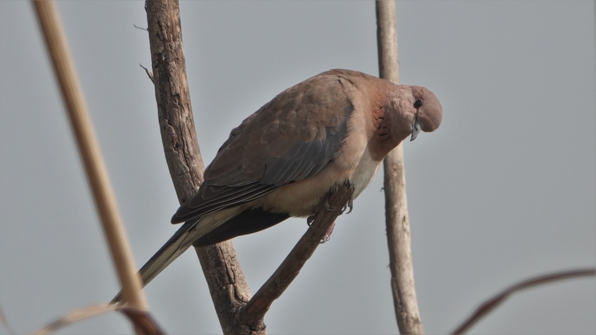 Laughing Dove - ML420446331