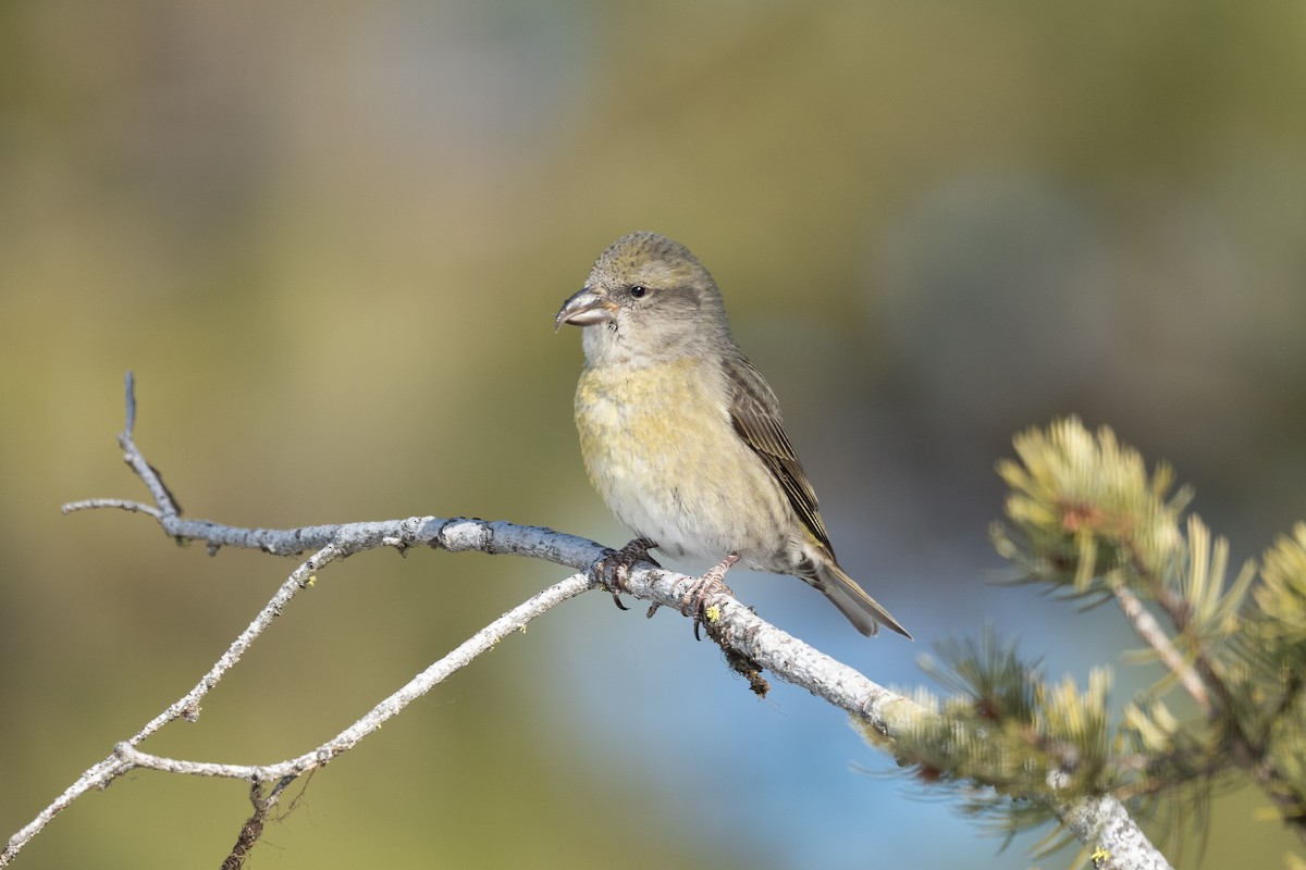 Red Crossbill - ML420446761