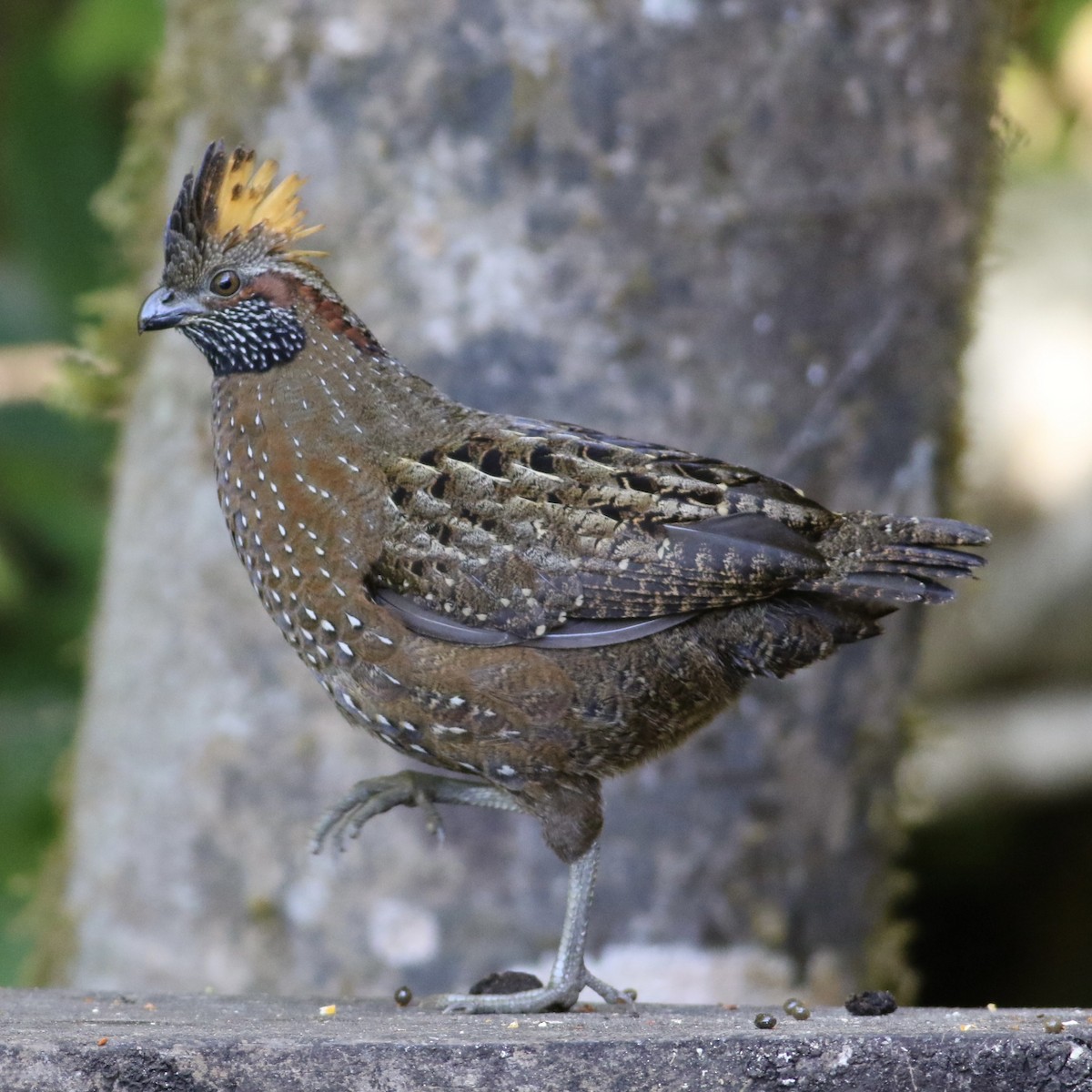 Spotted Wood-Quail - Ben Loehnen