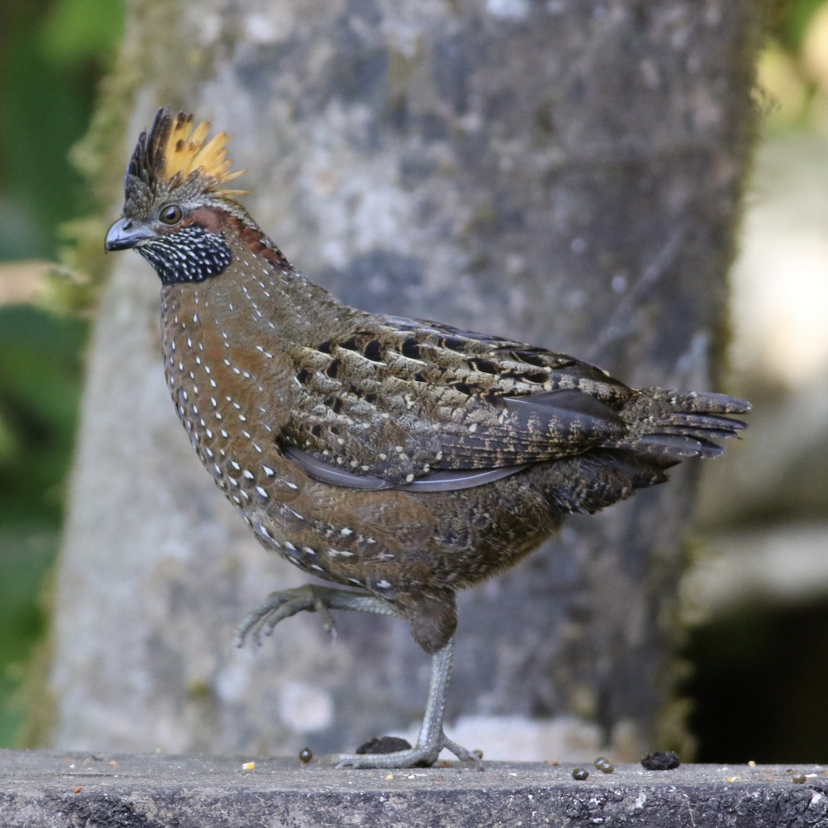 Spotted Wood-Quail - ML420453311