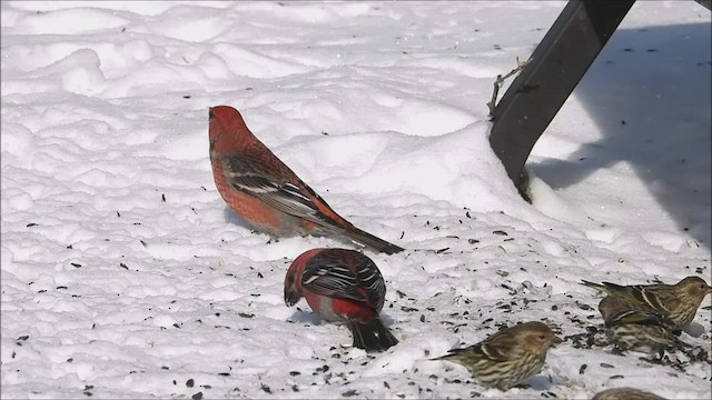 Pine Grosbeak - ML420455101