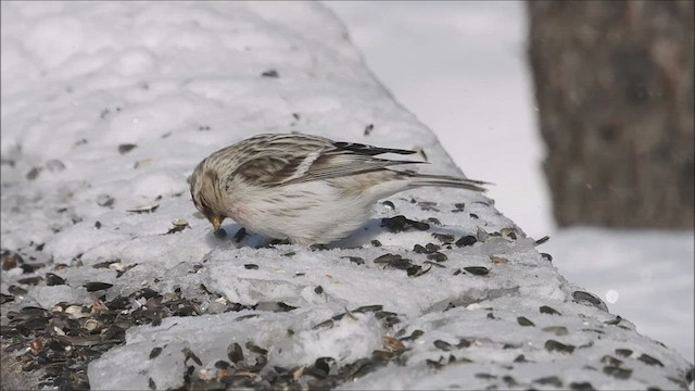 Hoary Redpoll - ML420455411