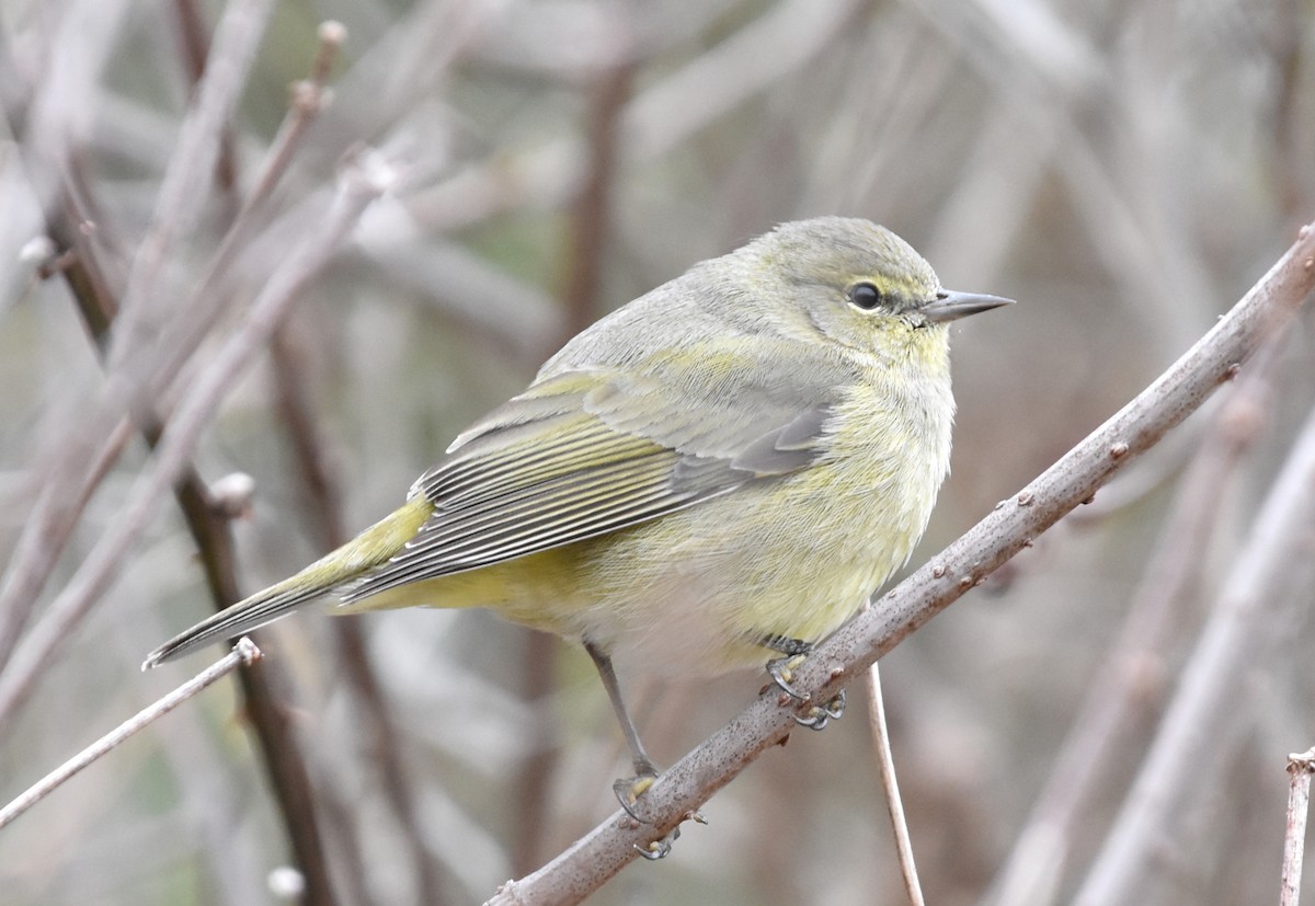 Orange-crowned Warbler - ML420457011