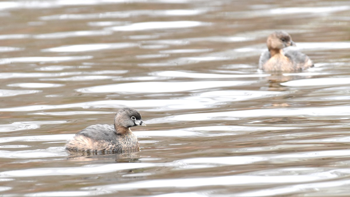 Pied-billed Grebe - ML420457141