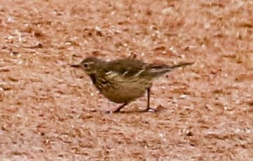 American Pipit - ML420457541