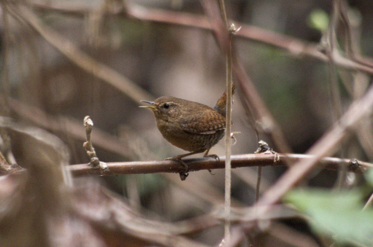 Pacific Wren - ML420457861