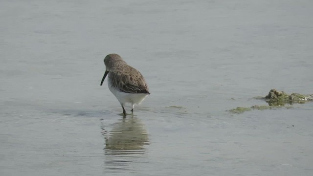 Dunlin - ML420457951