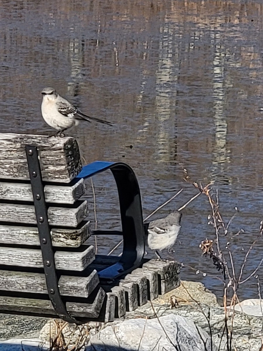 Northern Mockingbird - ML420458371