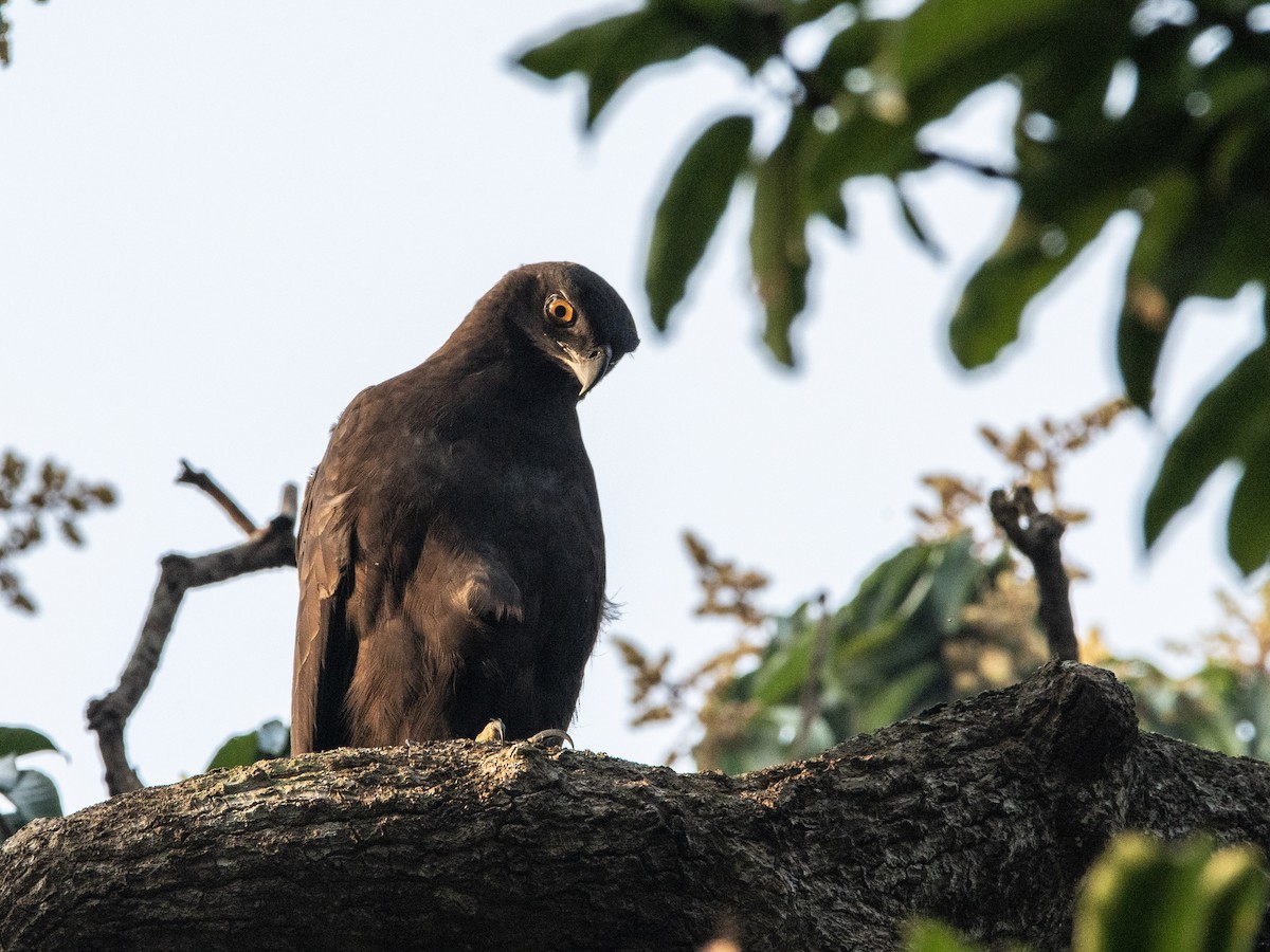 Changeable Hawk-Eagle - ML420459861