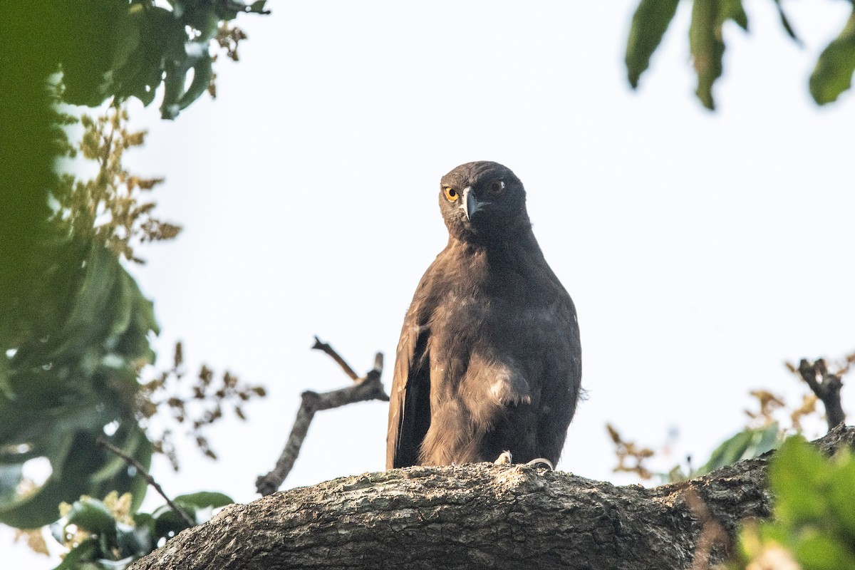 Changeable Hawk-Eagle - ML420459871