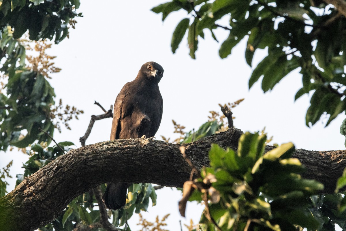 Changeable Hawk-Eagle - Bharatendra Singh Parihar