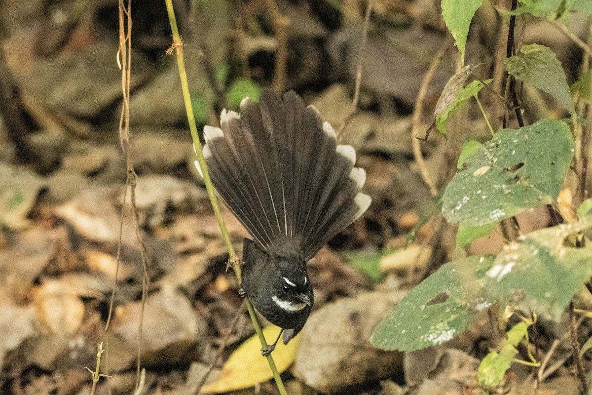 White-throated Fantail - ML420460221