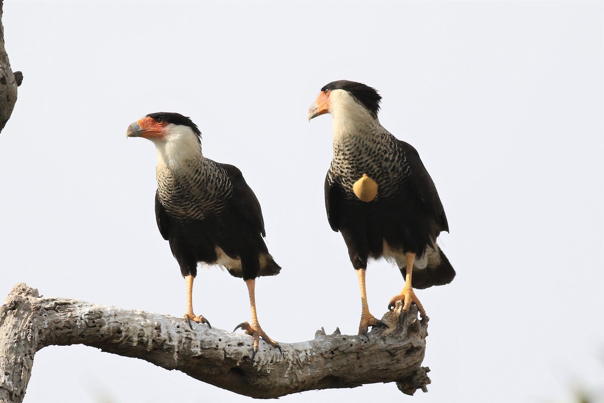 Crested Caracara - ML420460601