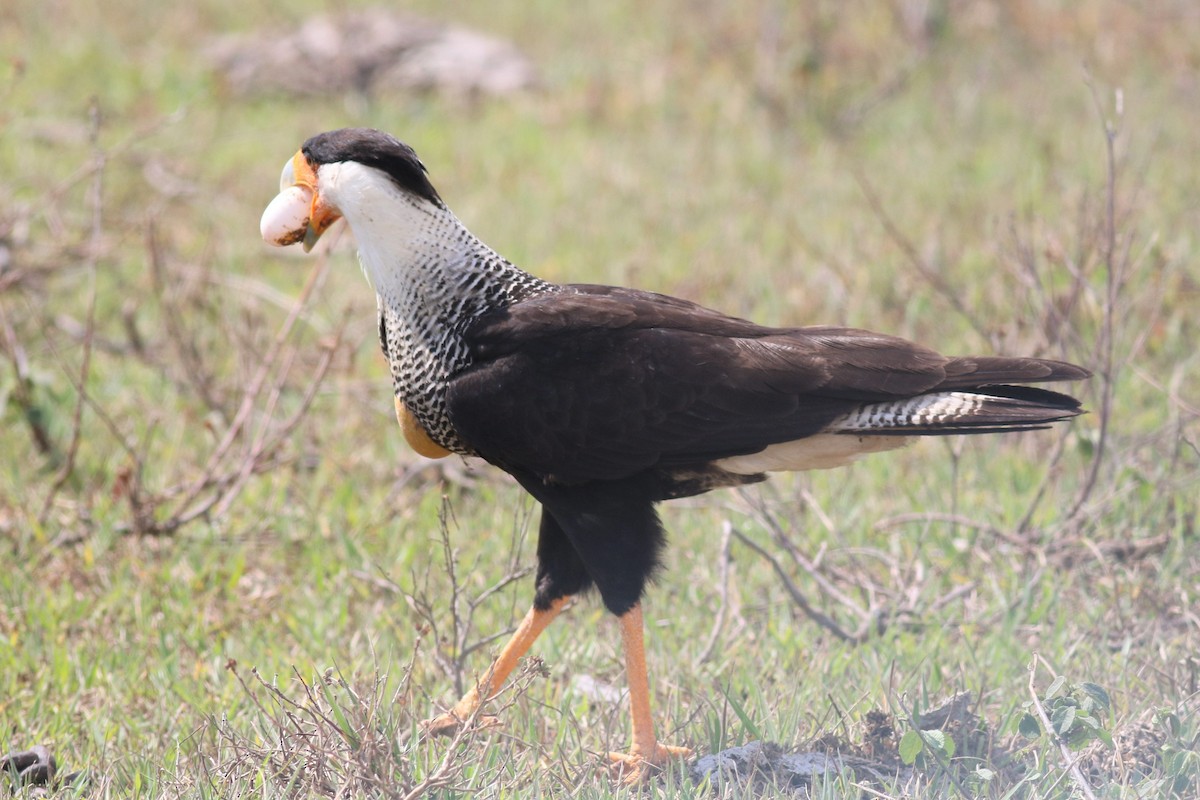 Crested Caracara - ML420460621