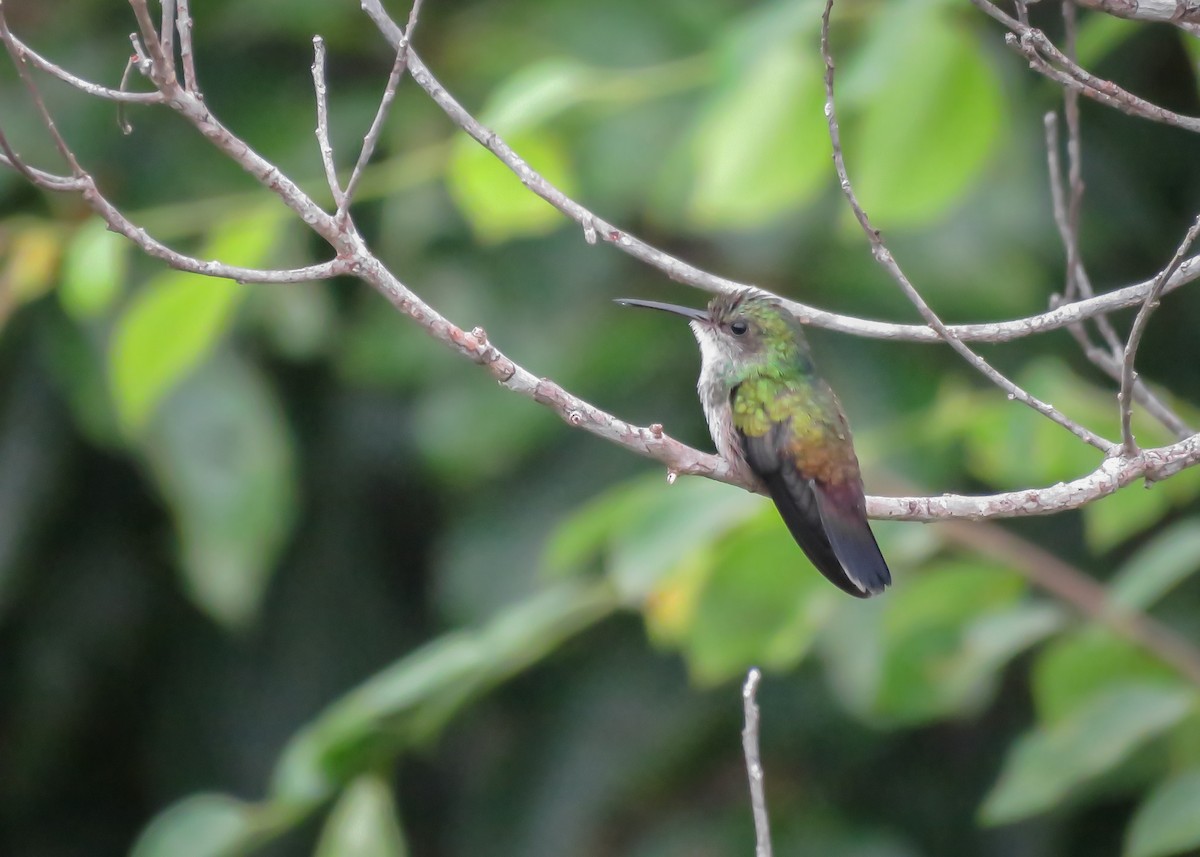 kolibřík bělobradý - ML420460631