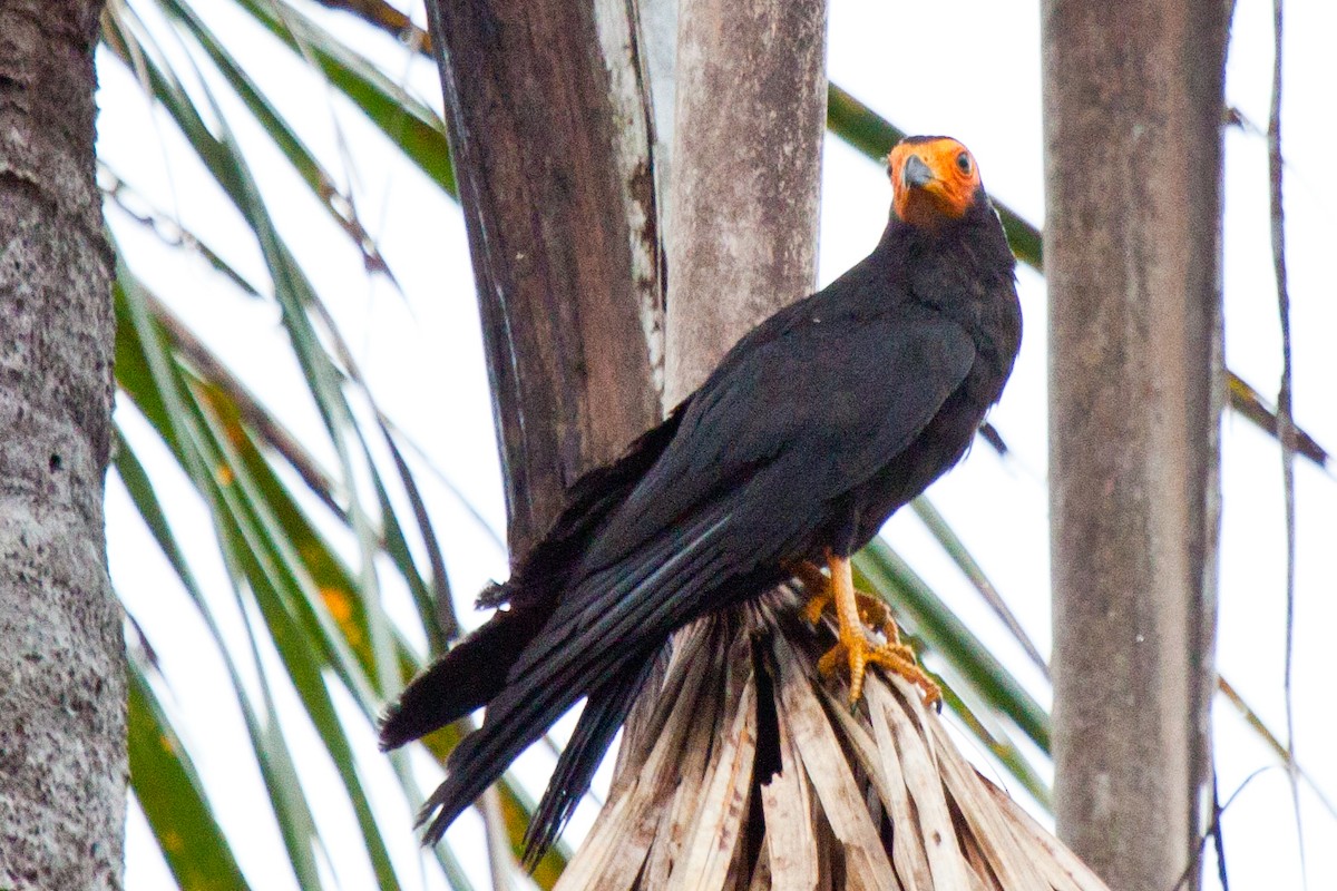 Black Caracara - ML420460851