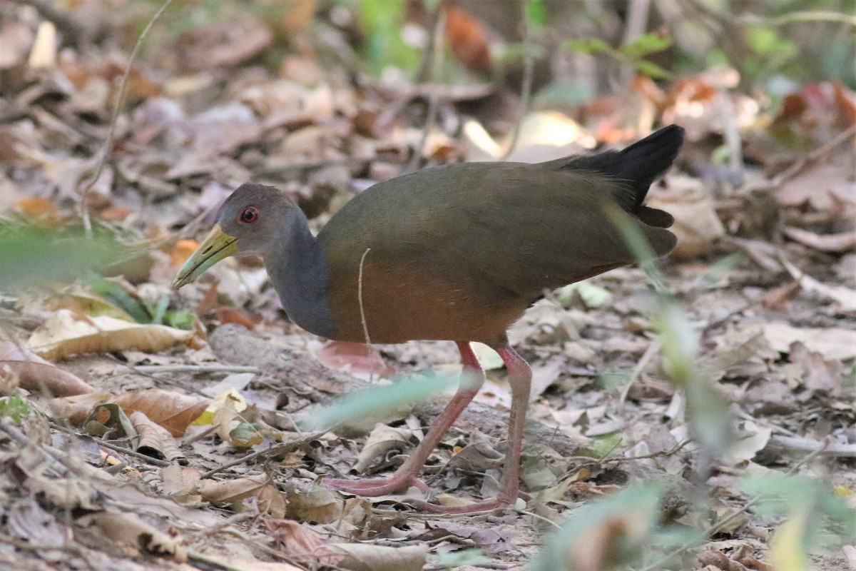 Gray-cowled Wood-Rail - ML420461311