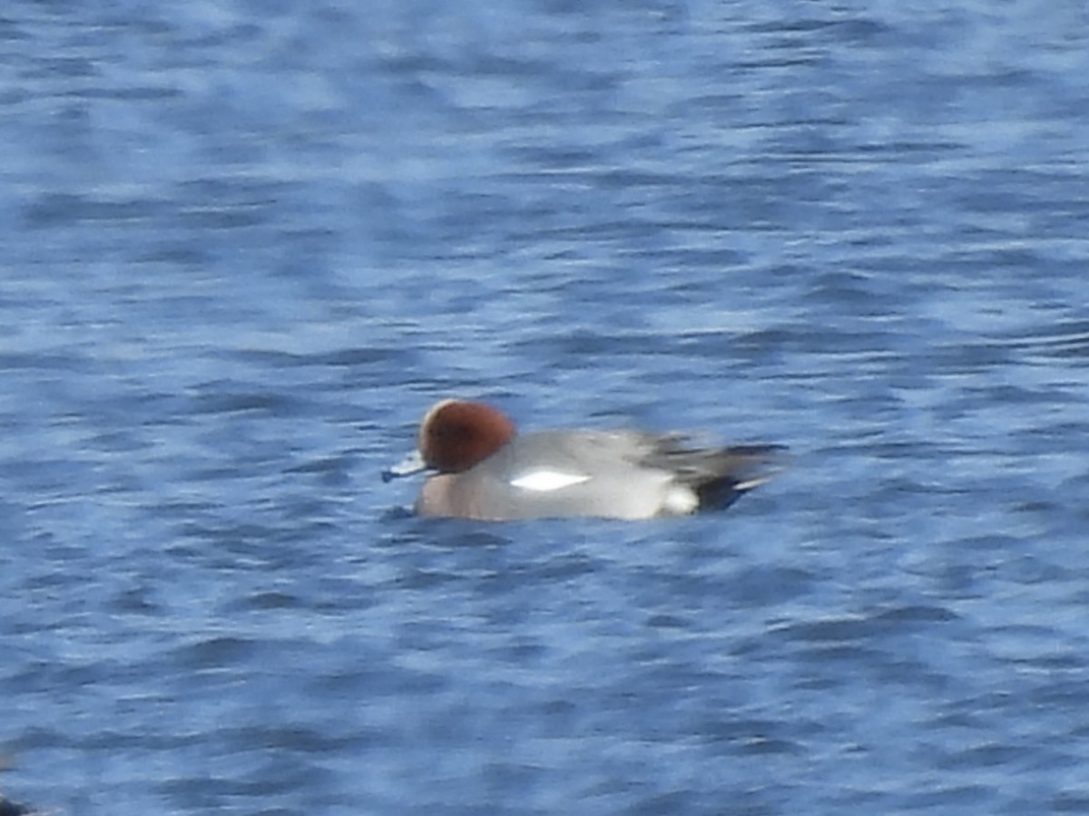 Eurasian Wigeon - ML420461531