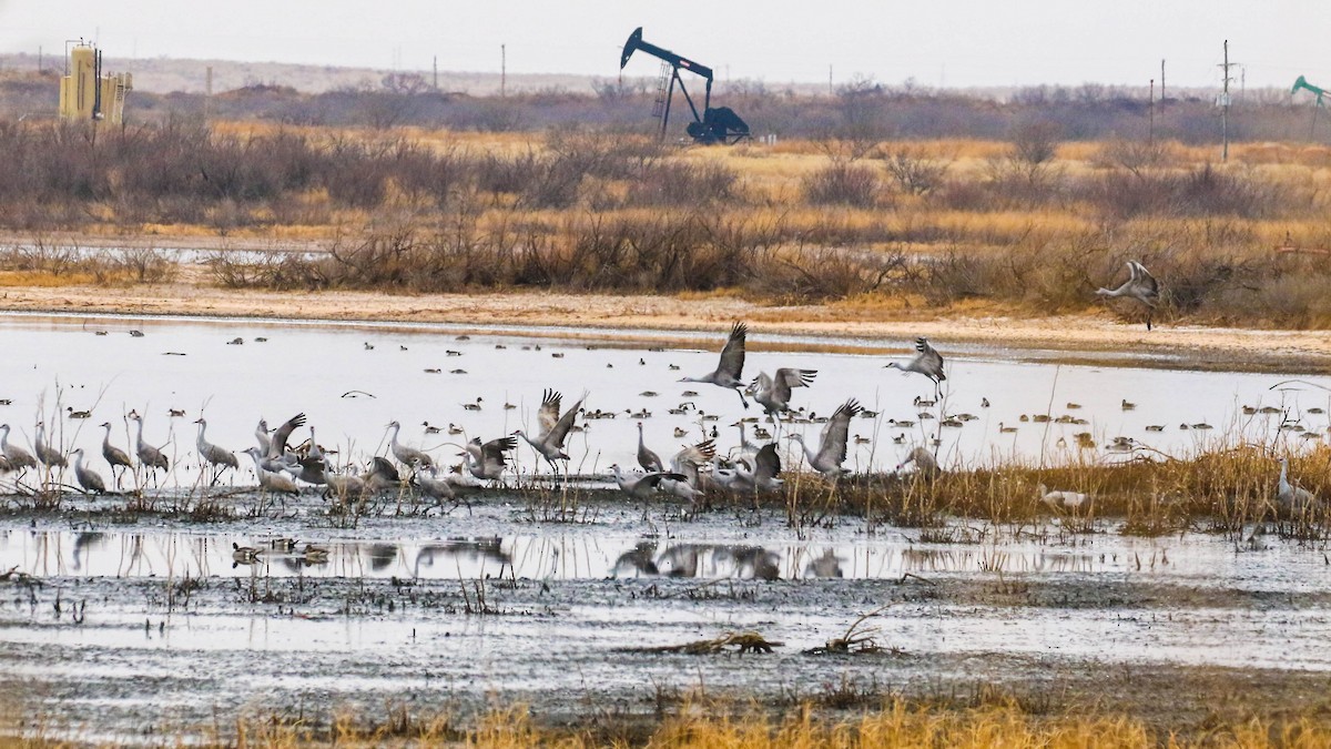 Sandhill Crane - ML420461841