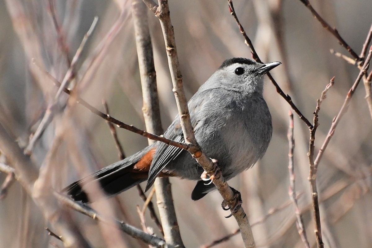 Gray Catbird - ML420462661