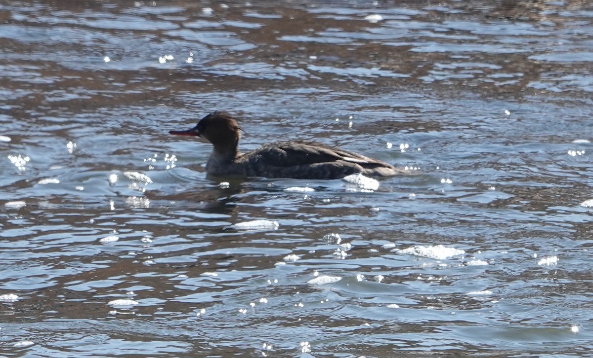 Red-breasted Merganser - ML420463651