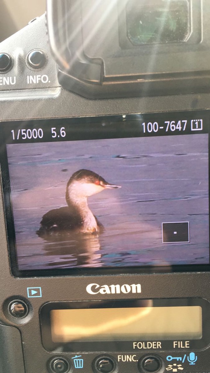 Horned Grebe - ML42046461