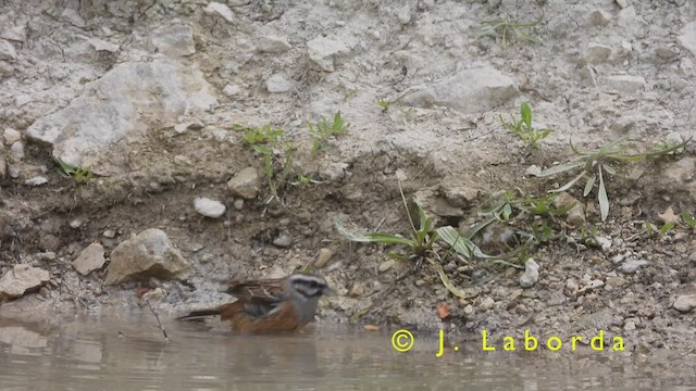 Rock Bunting - ML420465541