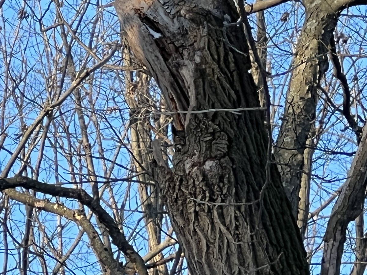 Great Horned Owl - ML420465681