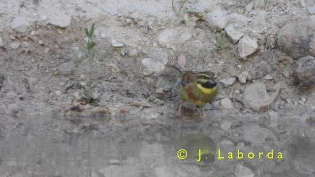 Cirl Bunting - ML420465871