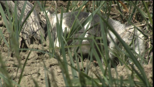 American Badger - ML420467