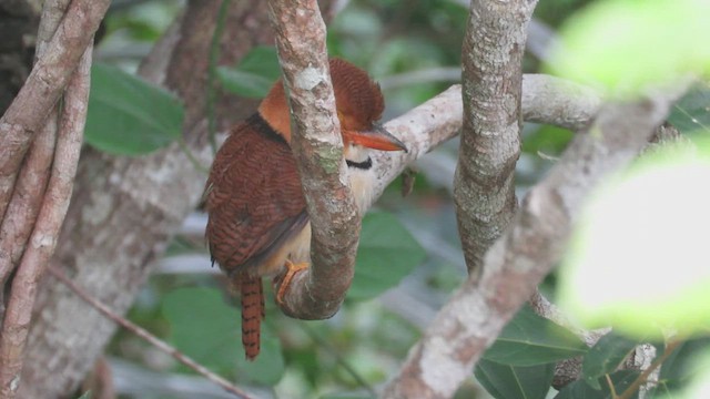 Collared Puffbird - ML420467321