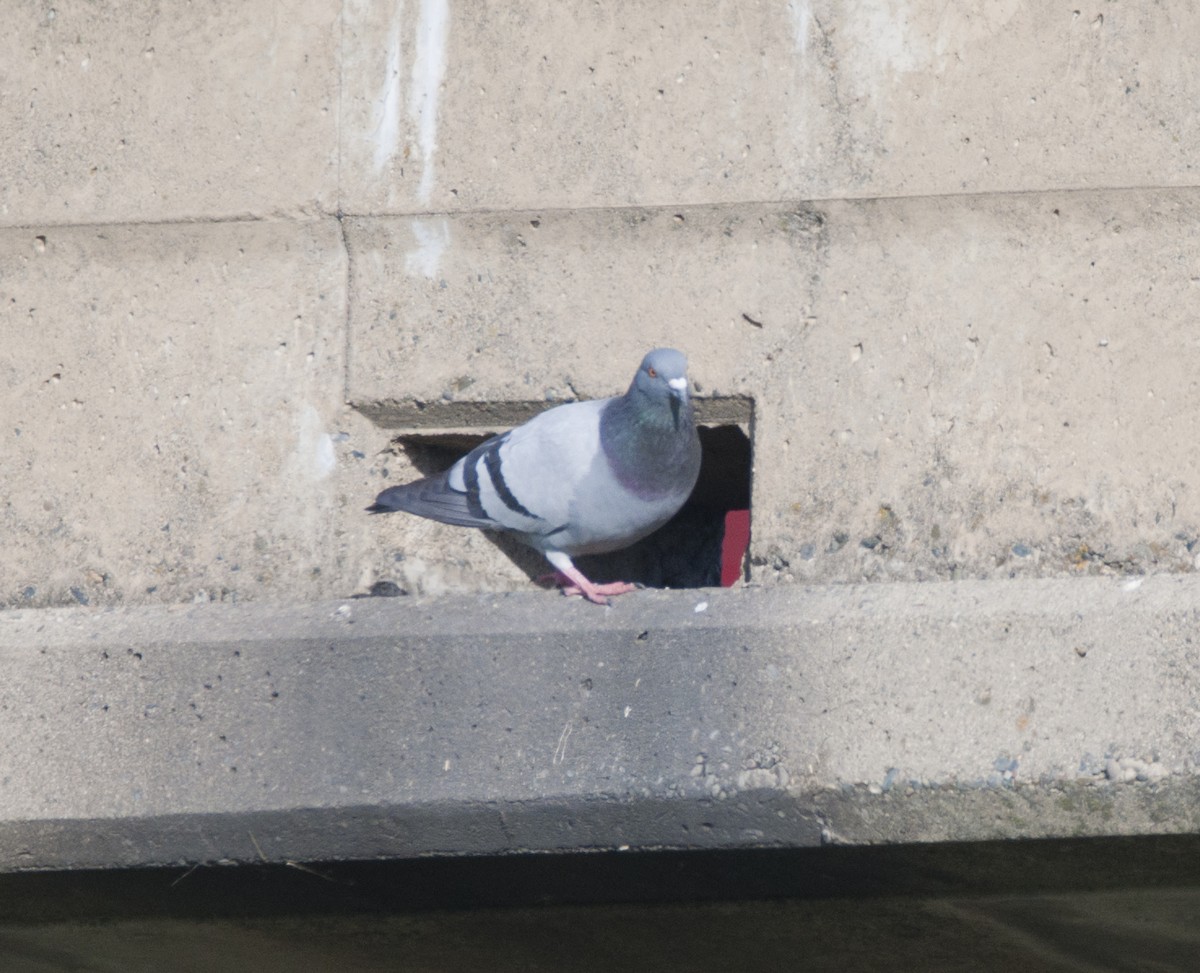 Rock Pigeon (Feral Pigeon) - ML420468131