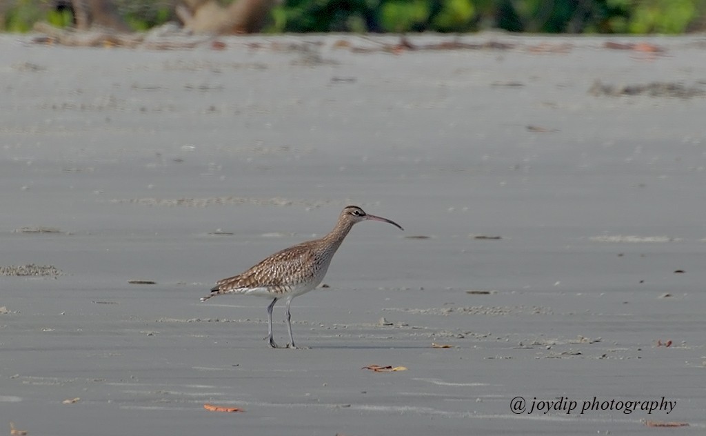 Whimbrel - joydip mukherjee