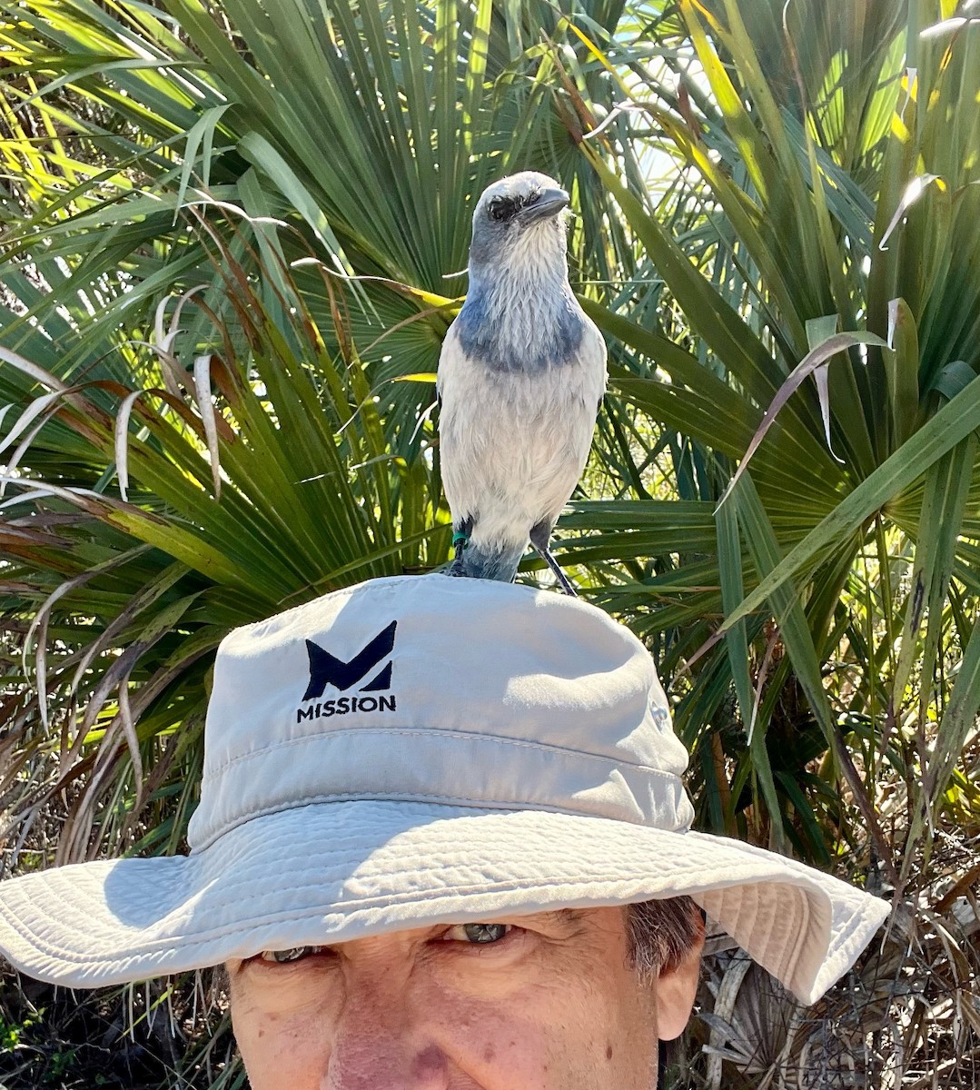 Florida Scrub-Jay - mark druziak