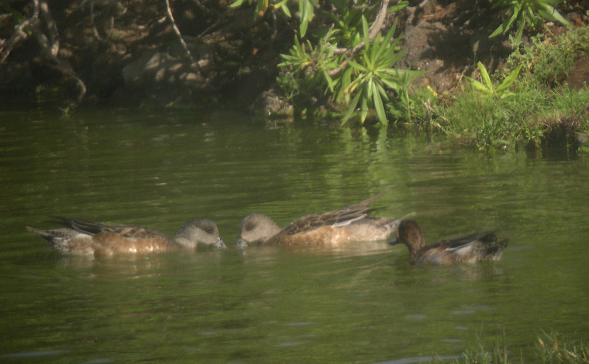 American Wigeon - ML420469251