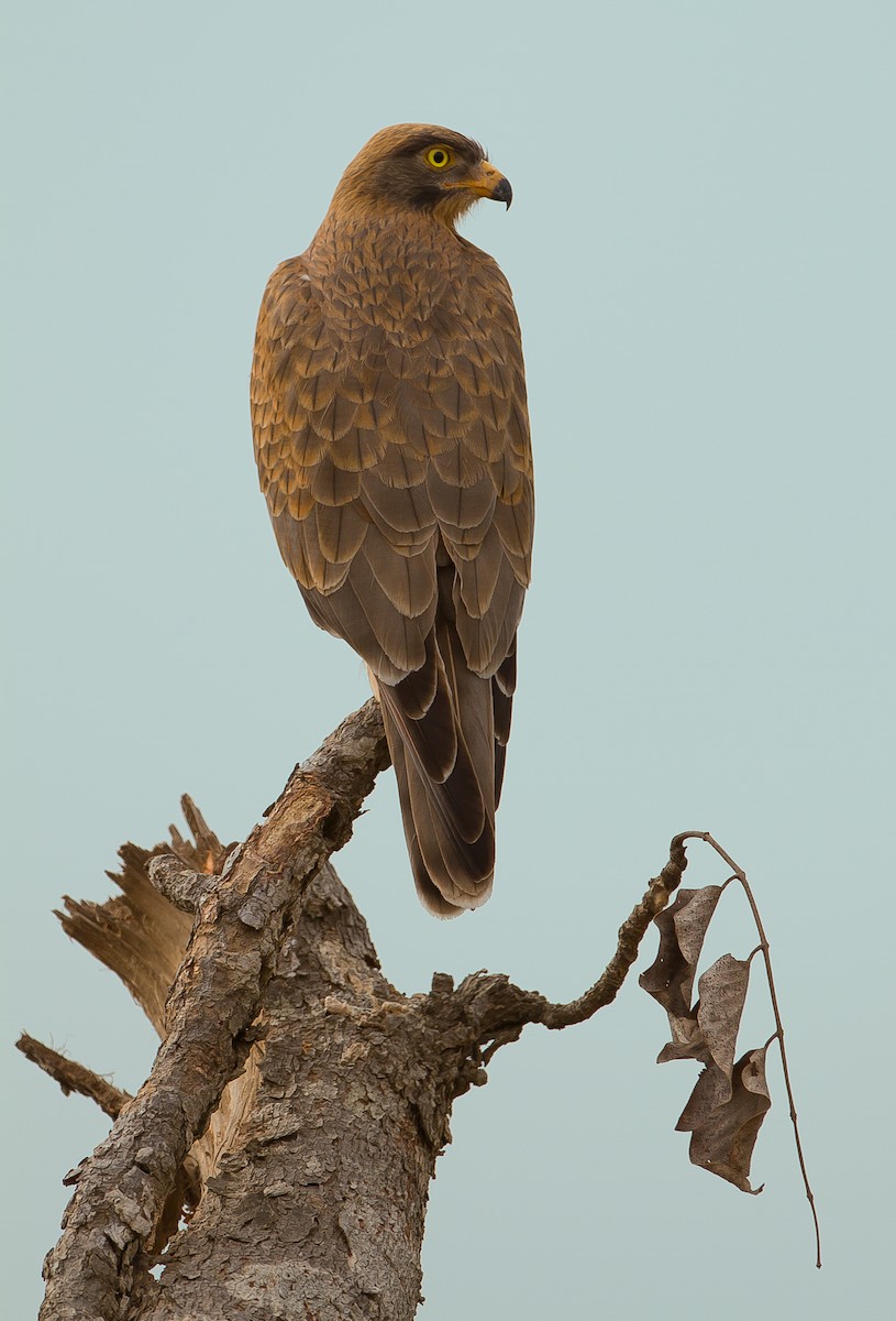 Grasshopper Buzzard - José Martín