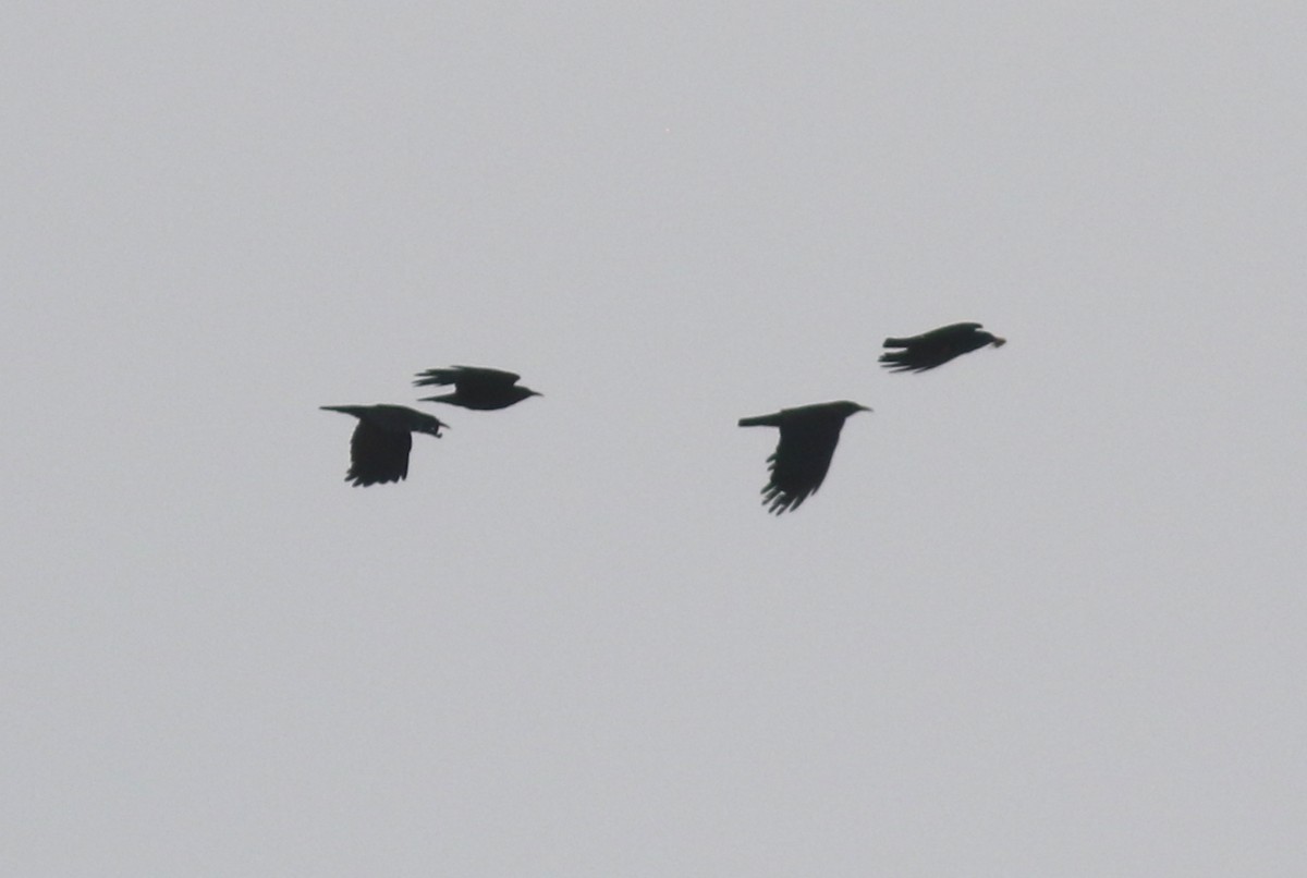 Red-billed Chough - ML420470471