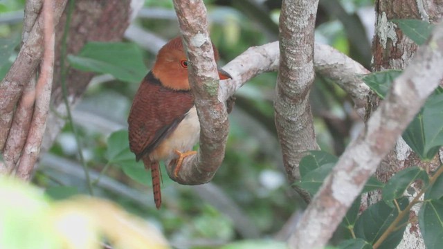 Collared Puffbird - ML420470651