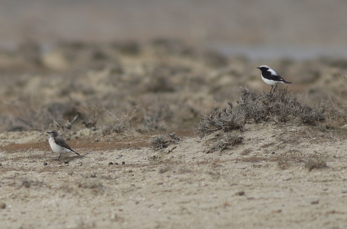 Finsch's Wheatear - ML420470881