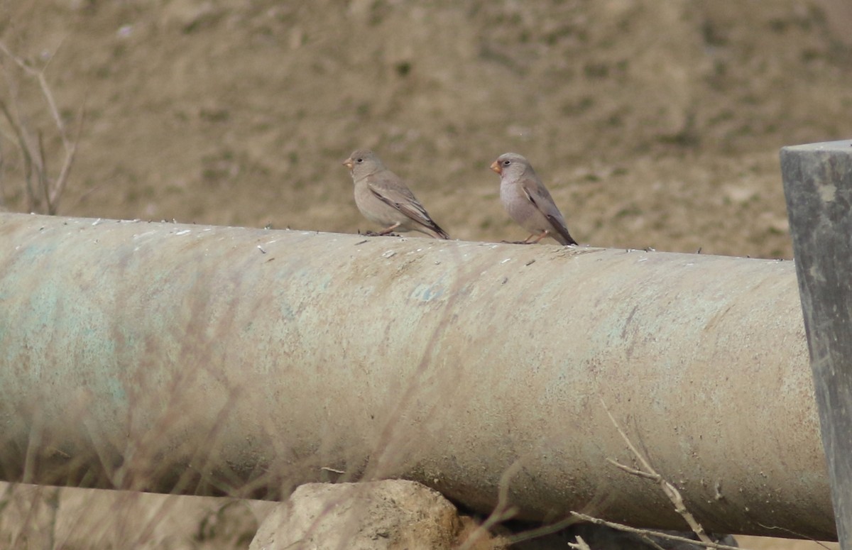 Trumpeter Finch - Peter Alfrey