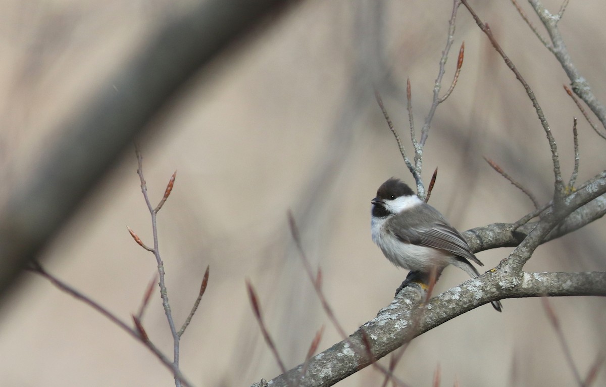 Mésange d'Iran - ML420472421