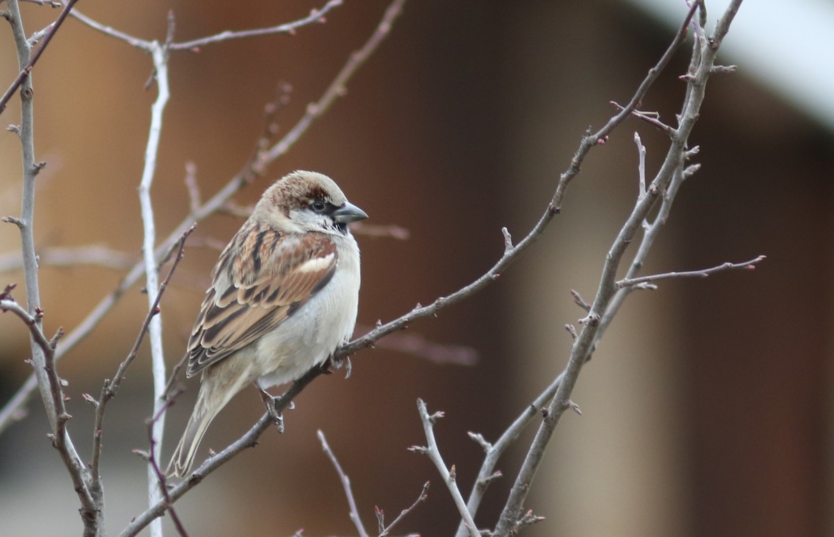 House Sparrow - ML420472591