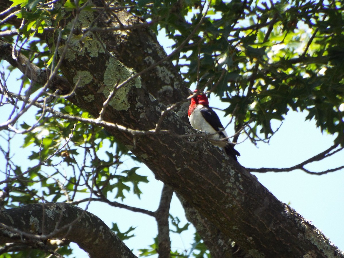 Red-headed Woodpecker - ML42047261