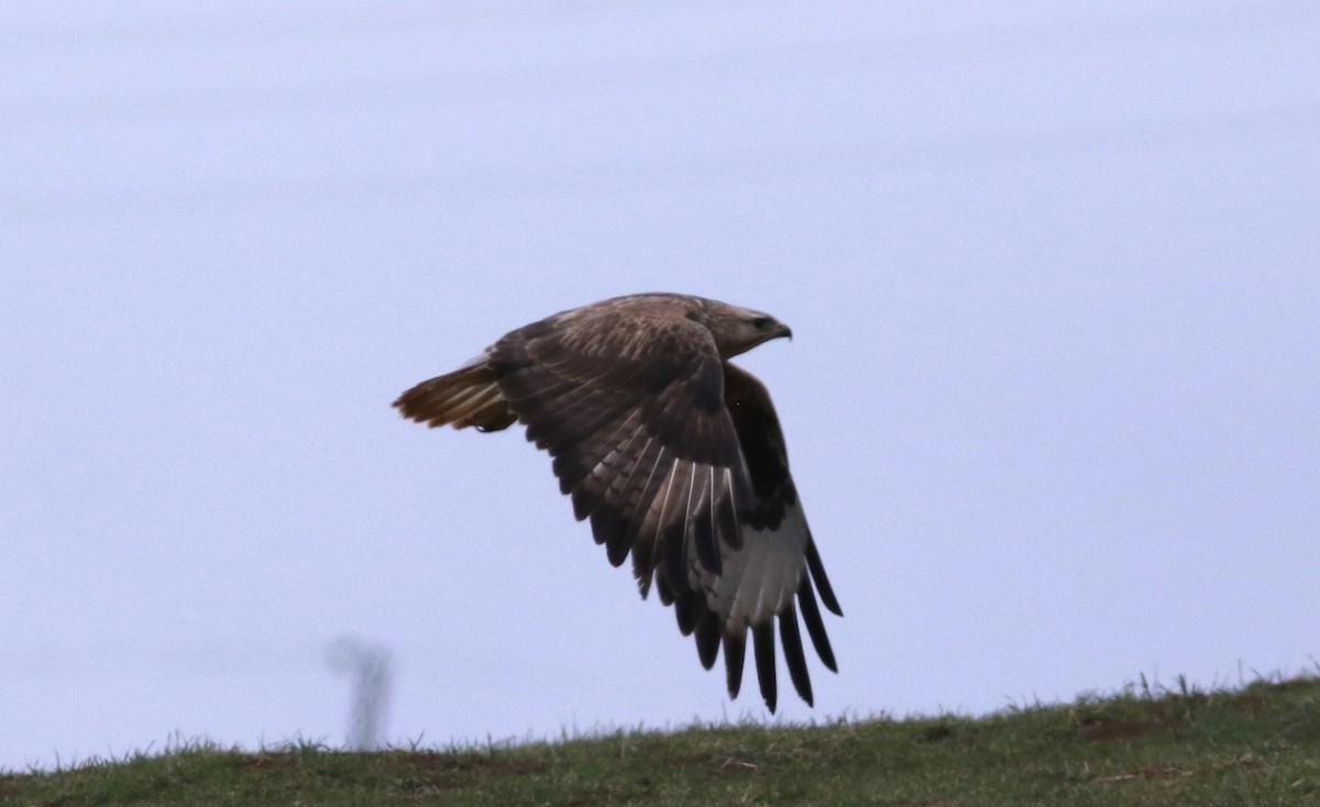 Long-legged Buzzard - ML420473061