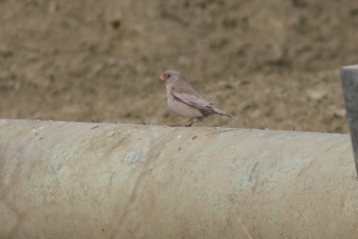 Trumpeter Finch - Peter Alfrey